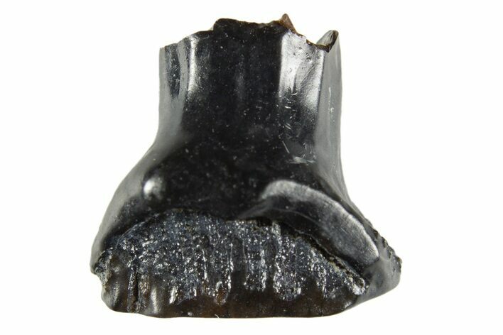 Fossil Nodosaur Tooth - Judith River Formation #313206